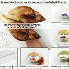 Ślimak Archachatina marginata ovum pseudoleucistic