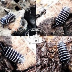 Armadillidium maculatum Stonoga Kulanki Prosionki Skoczogonki Mrówki