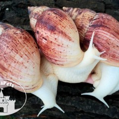 Lissachatina reticulata albino Ślimaki Achatina