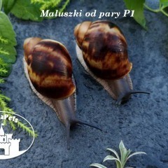 Archachatina marginata marginata type 1 Ślimaki Lissachatina Achatina