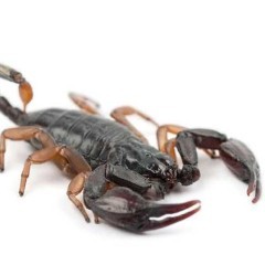 Skorpion dla początkujących Euscorpius spp HIT!