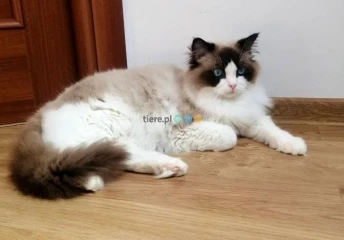 Kocur Ragdoll wystwowo /hodowlany 