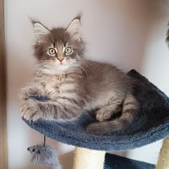 Kocurek Maine coon Fluffy