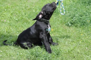 Presa Canario Dog Kanaryjski 