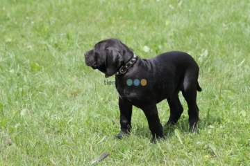 Presa Canario Dog Kanaryjski 