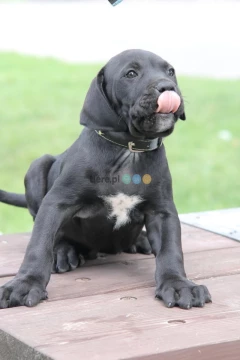 Presa Canario Dog Kanaryjski 