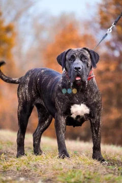 Presa Canario Dog Kanaryjski 