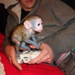 Playful  baby capuchin monkey for loving homes-