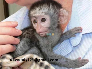 Socialized  baby capuchin monkey for loving homes-