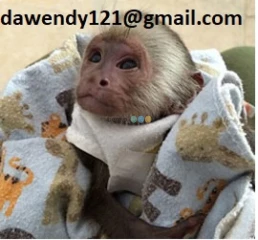 Healthy baby capuchin monkey for loving homes-