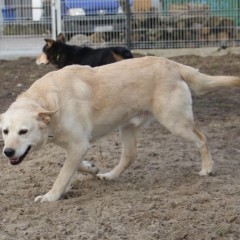 Maja i Pepe dwa kochane pieski do adopcji