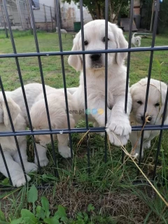 Szczenięta golden retrievera 