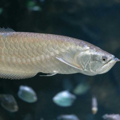 Arowana srebrna (ryba akwariowa) od Neon zoo