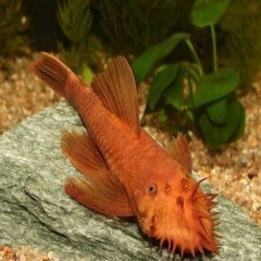 Ancistrus red (ryba akwariowa)