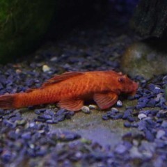 Glonojad ancistrus red