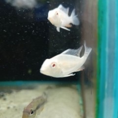 Ziemiojad Acarichthys Heckelii Albino