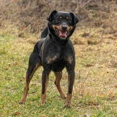 TOBI -Młodziutki, zagubiony maluszek. Dlaczego nikt go nie kocha