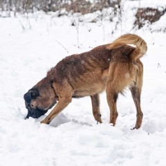 RAFI - młodziutki czaruś za kratami ! Pokochaj go !