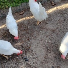 Jajka lęgowe rozpłodowych kur leghorn