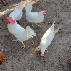 Jajka lęgowe rozpłodowych kur leghorn