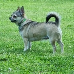 Wyjątkowy niebieski chihuahua