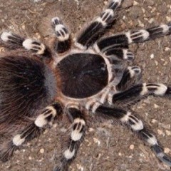 Acanthoscurria Geniculata L6 ptasznik pająk