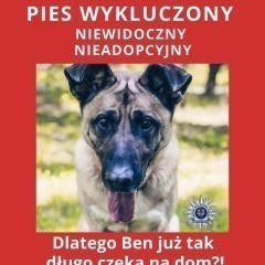 Niewidoczny dla ludzi, niewidomy psiak! Uratuj go! Błagamy