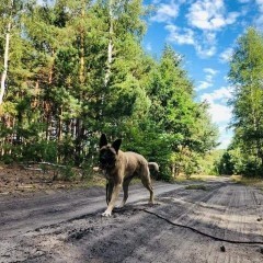 Niewidoczny dla ludzi, niewidomy psiak! Uratuj go! Błagamy