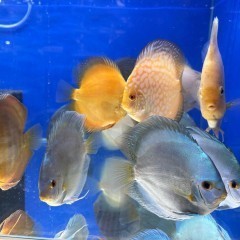 Paletki Discus Dyskowce Brown White Blue Diamond Pigeon Red Rose 13-15