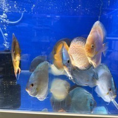 Paletki Discus Dyskowce Brown White Blue Diamond Pigeon Red Rose 13-15