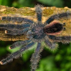 Avicularia juruensis M2 ex Peru Purple L2 pająk ptasznik avi