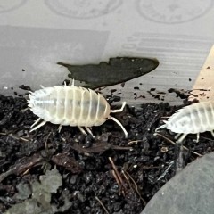 Prosionki Porcellio laevis white 10 sztuk