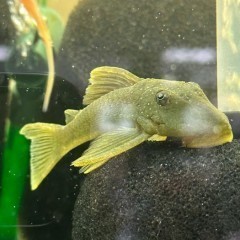 Zbrojnik Glonojad L200 Pleco 10-12cm