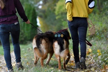 Gaja i Graf szukają domu, suczka, pies