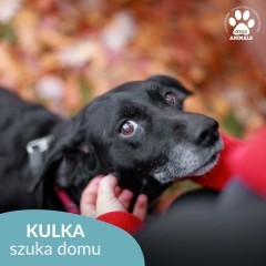 Mała Kulka szuka domu!