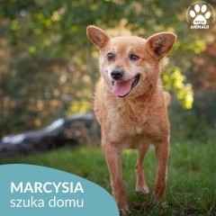 Urocza i przemiła Marcysia szuka nowego domu!