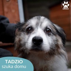 Puchaty Tadzio szuka domu!