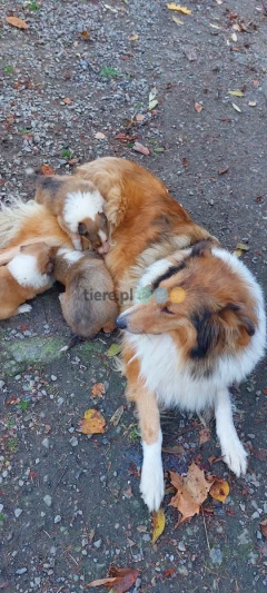 Owczarek szkocki , collie, lassie, lessie