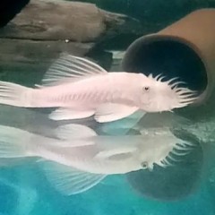 Promocja L144 SNOW WHITE ancistrus biały glonojad