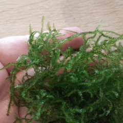 Mech callicostella, krewetkarium moss