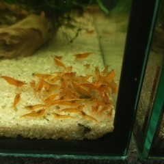 Neocaridina Orange, krewetki pomarańczowe