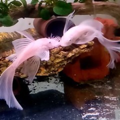 Promocja Glonojad zbrojnik ancistrus snow white long fin