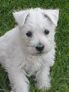 West Highland White Terrier