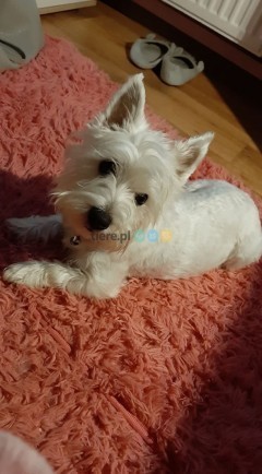 West Highland White Terrier