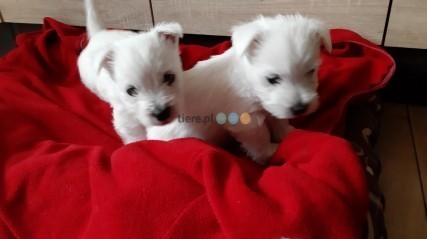 West Highland White Terrier