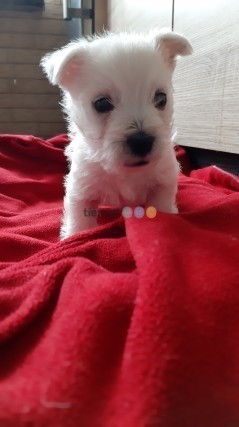 West Highland White Terrier