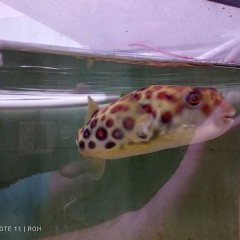 Pustulatus Puffer. Tetraodon Pustulatus