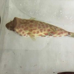 Pustulatus Puffer. Tetraodon Pustulatus