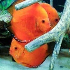 GB Dyskowce, paletki SOLID RED (Symphysodon discus) 7-9cm