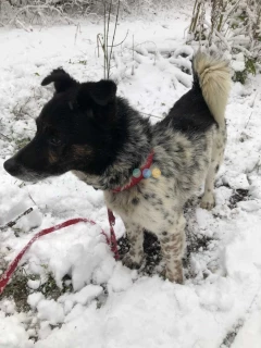 Pozytywny, zapomniany w schronisku FELUŚ szuka domu !!